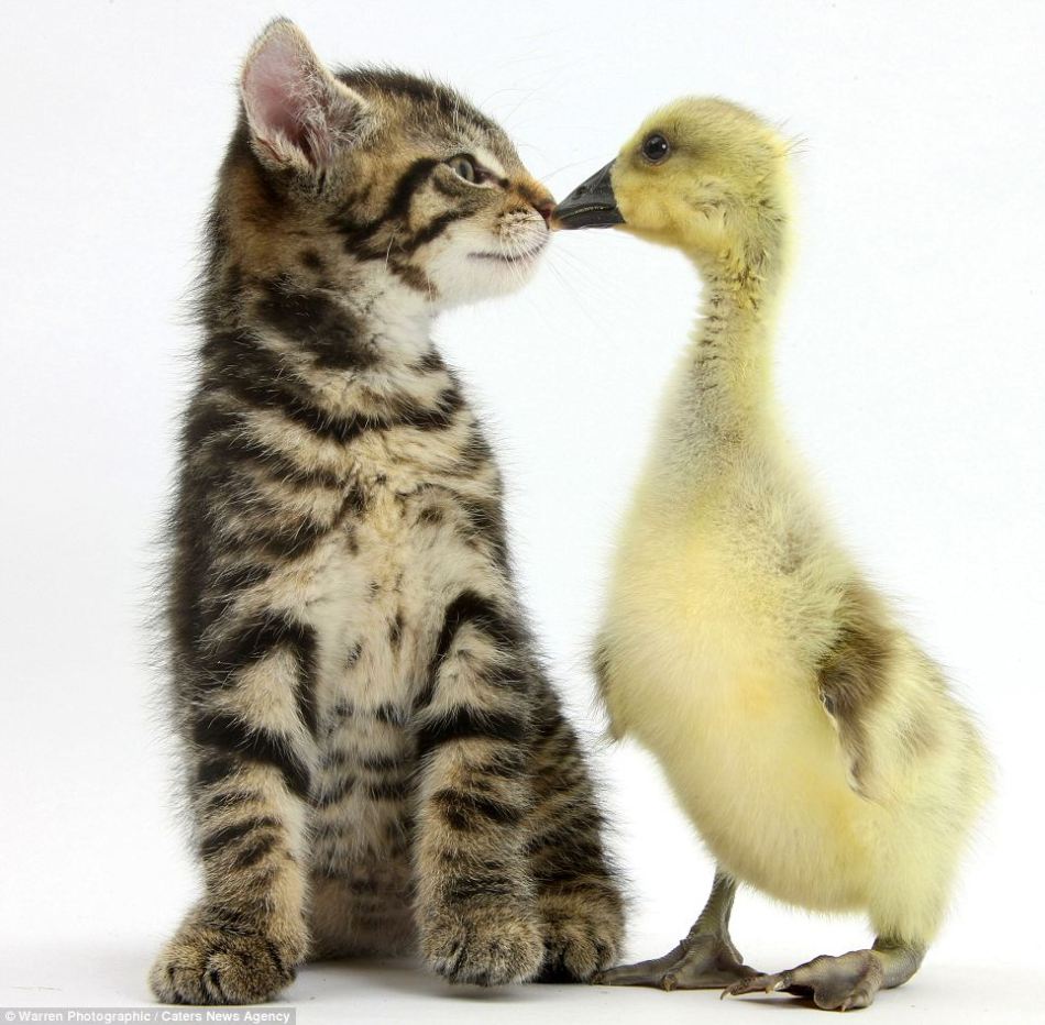Gatitos y patitos preciosos, fotógrafo Mark Taylor, animal,
