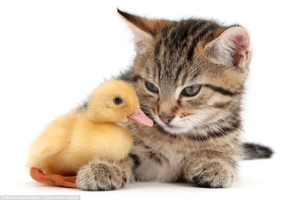 Gatitos y patitos preciosos, fotógrafo Mark Taylor, animal,