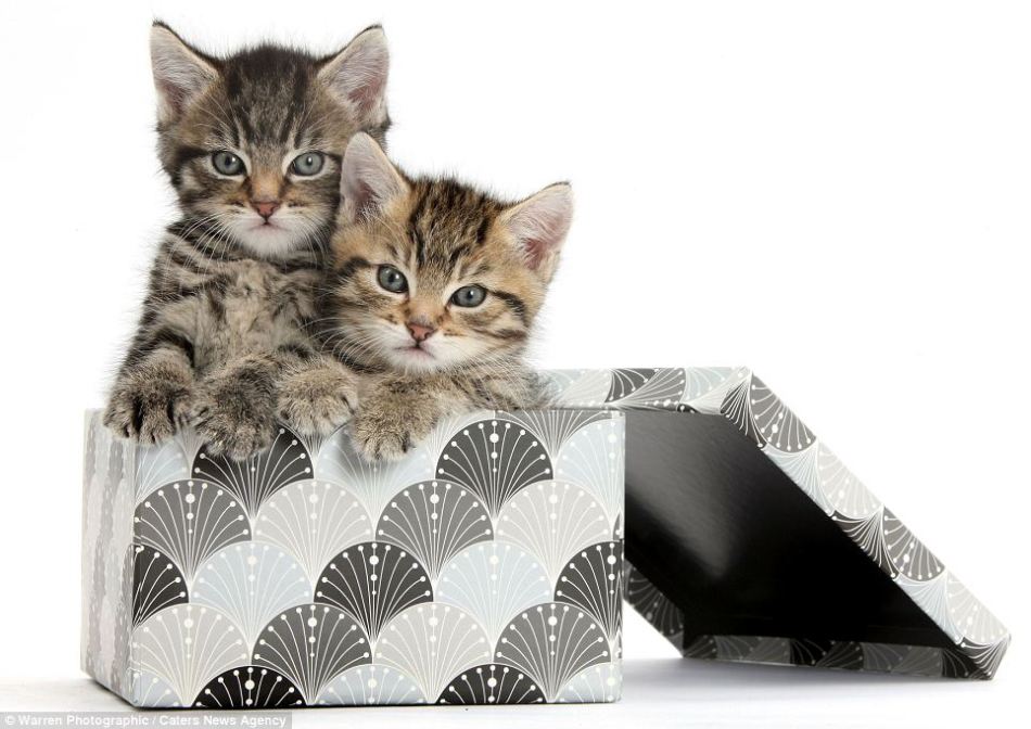 Gatitos y patitos preciosos, fotógrafo Mark Taylor, animal,