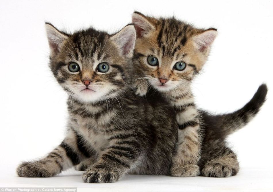 Gatitos y patitos preciosos, fotógrafo Mark Taylor, animal,