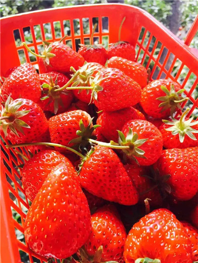 El “corazón de Taiwan” en Beijing: revertir el sabor original aromático y dulce de fresa