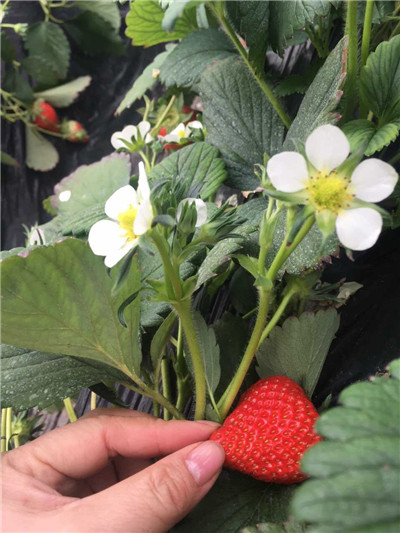 El “corazón de Taiwan” en Beijing: revertir el sabor original aromático y dulce de fresa